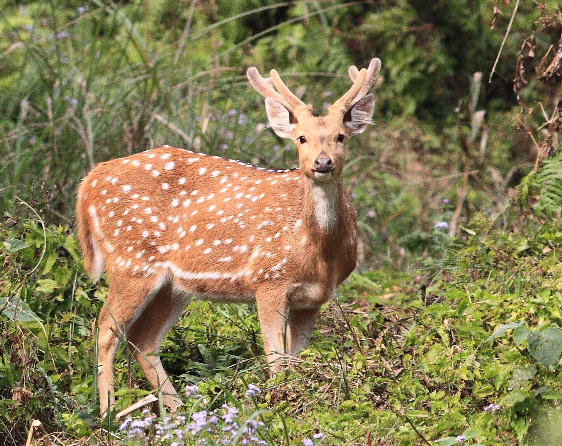 Safari-Wild Life Tours