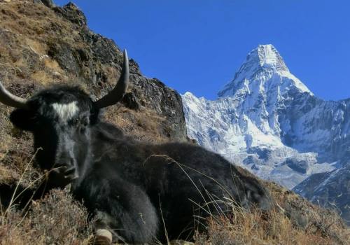 Amadablam Base Camp Trekking