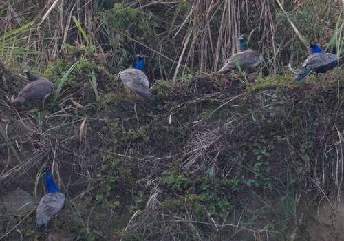 Chitwan Natinal park-Jungel Safari tour