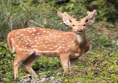 East Nepal-Koshitappu Wildlife Safari Reserve Tour